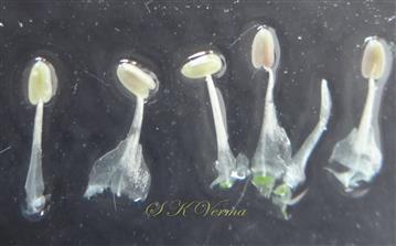  Stamens